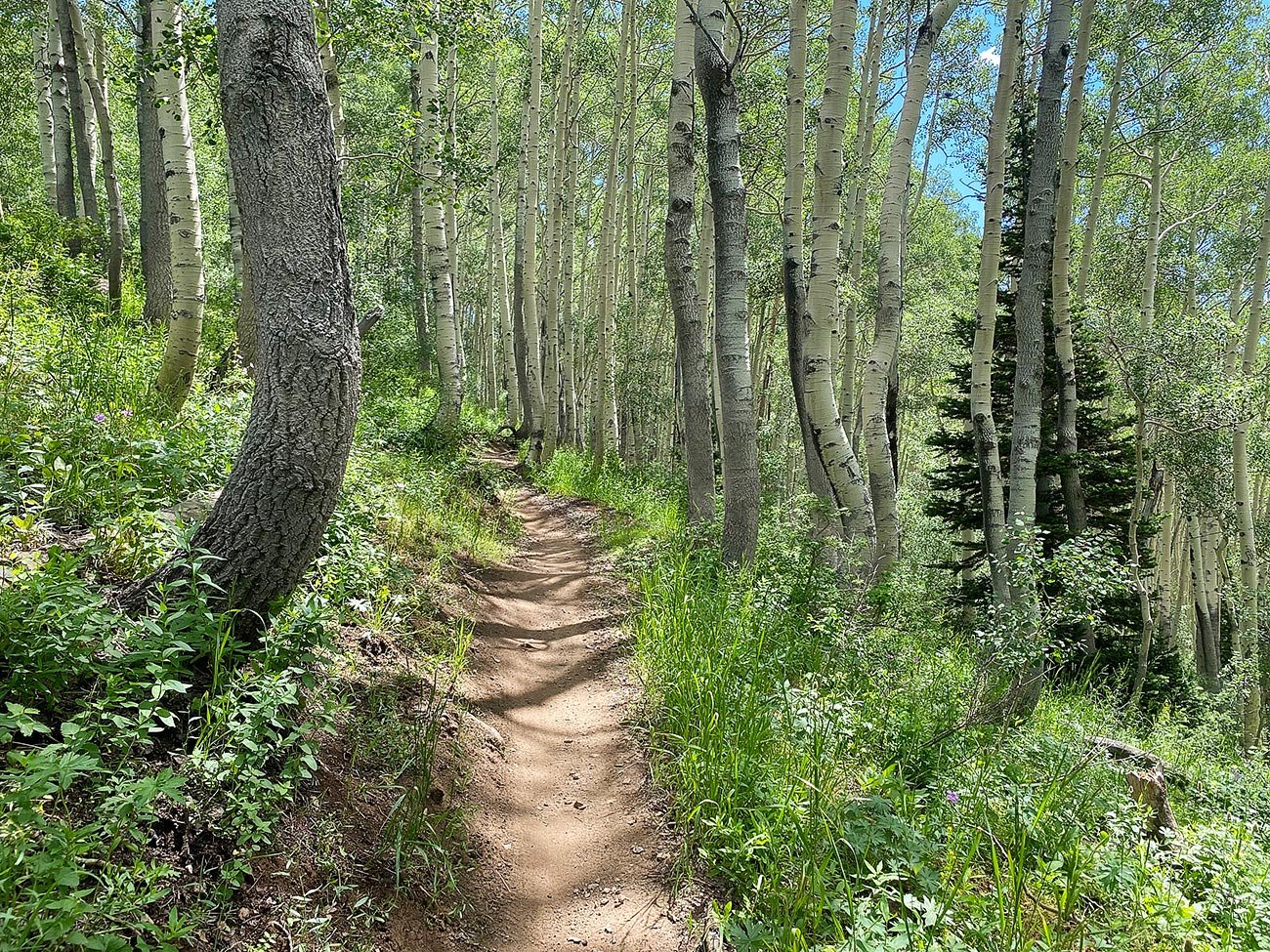 aspen trees along charlies 9k trail