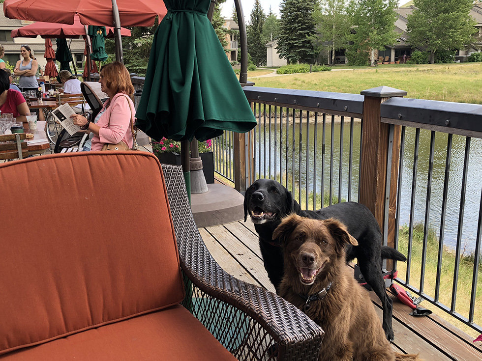 welcomed dogs on deer valley grocers patio in park city